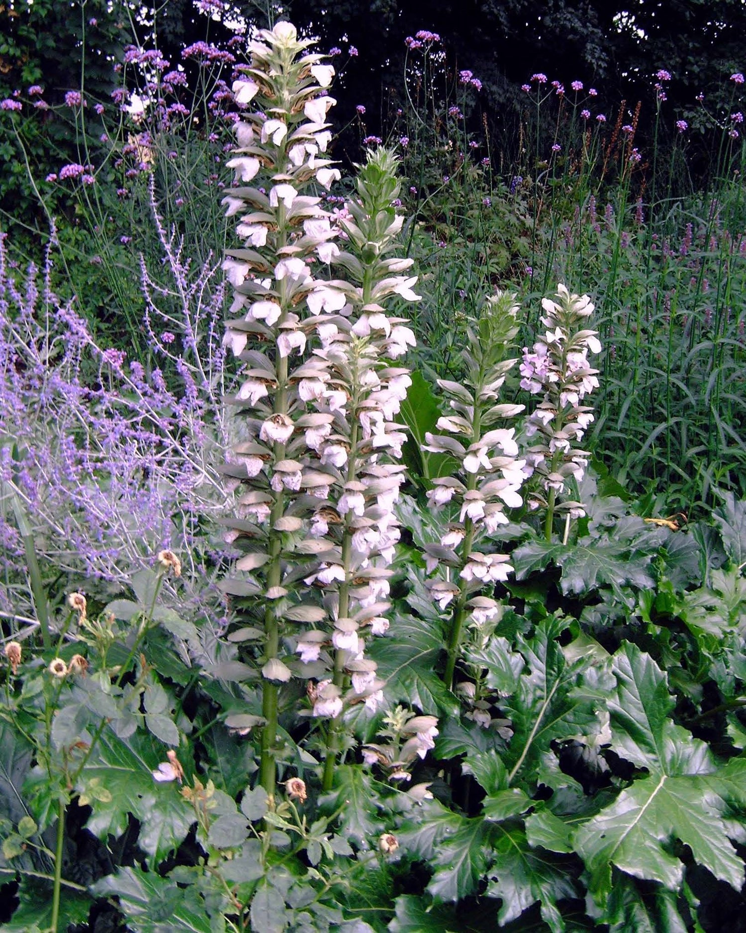 Acanthus mollis 'Rue Ledan'