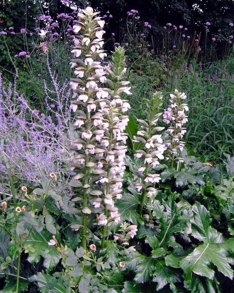 Acanthus mollis 'Rue Ledan'