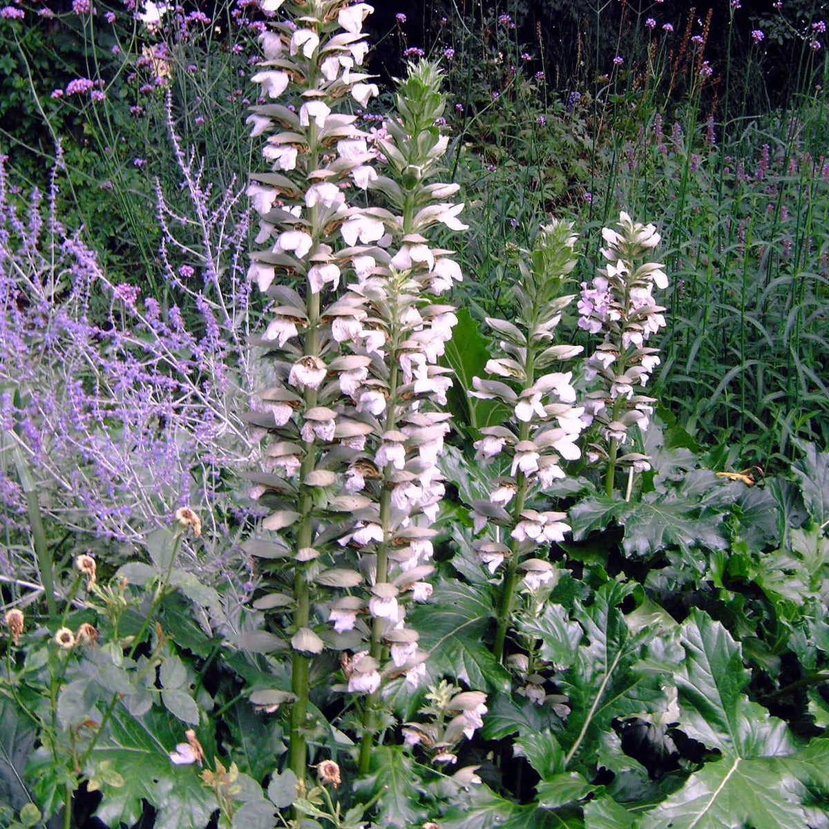 Acanthus mollis 'Rue Ledan'