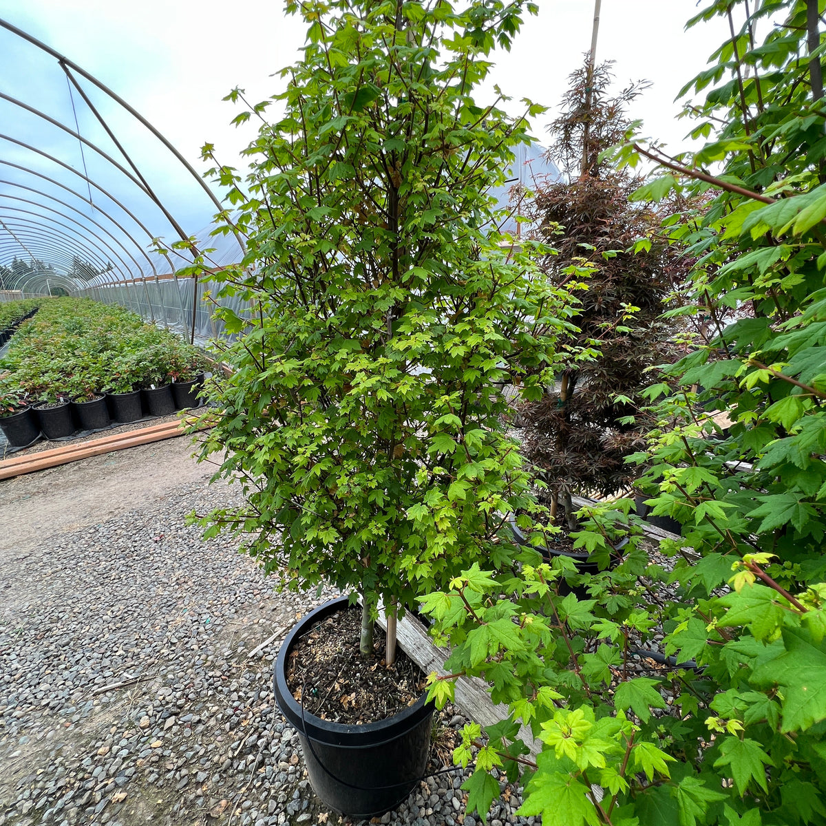 Acer circinatum 'Little Gem'