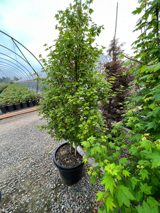Acer circinatum 'Little Gem'
