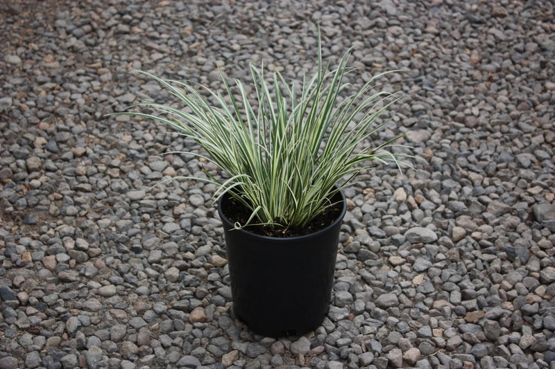 Grass, Acorus gramineus 'Variegatus'