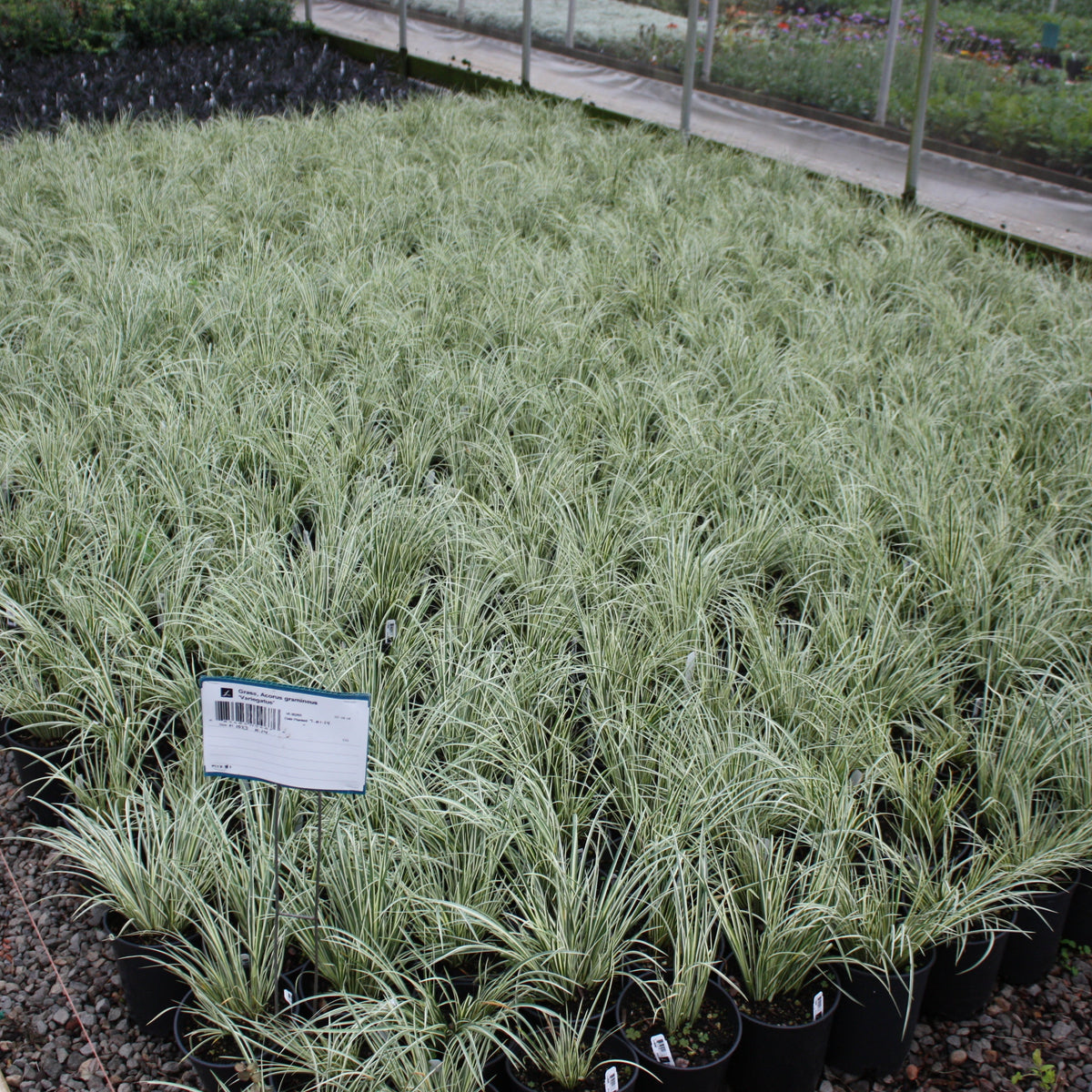 Grass, Acorus gramineus 'Variegatus'