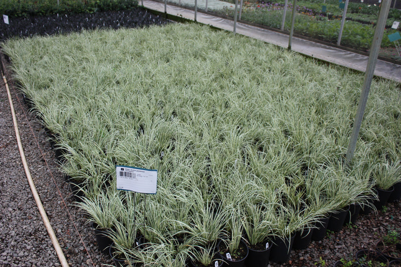 Grass, Acorus gramineus 'Variegatus'