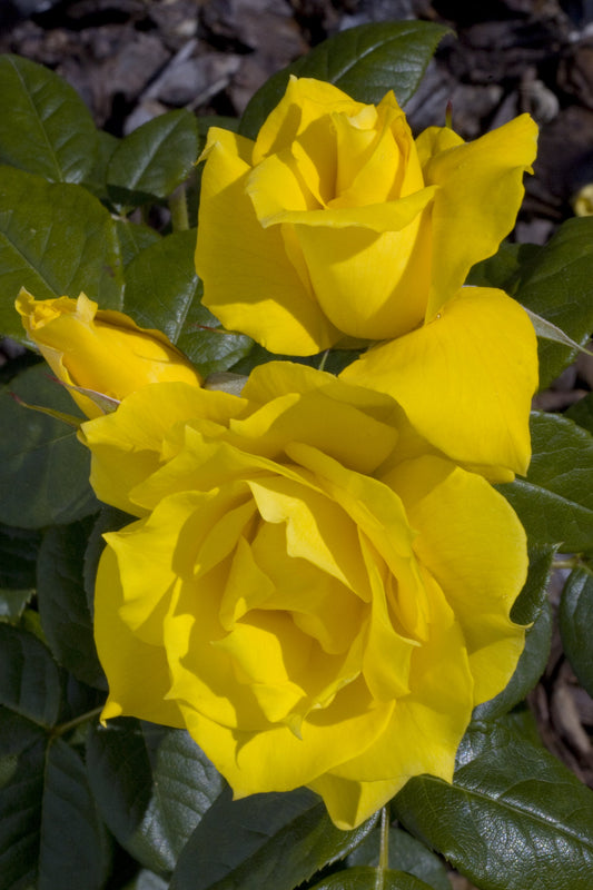 Rosa flor. Anthony Meilland™ (yellow)