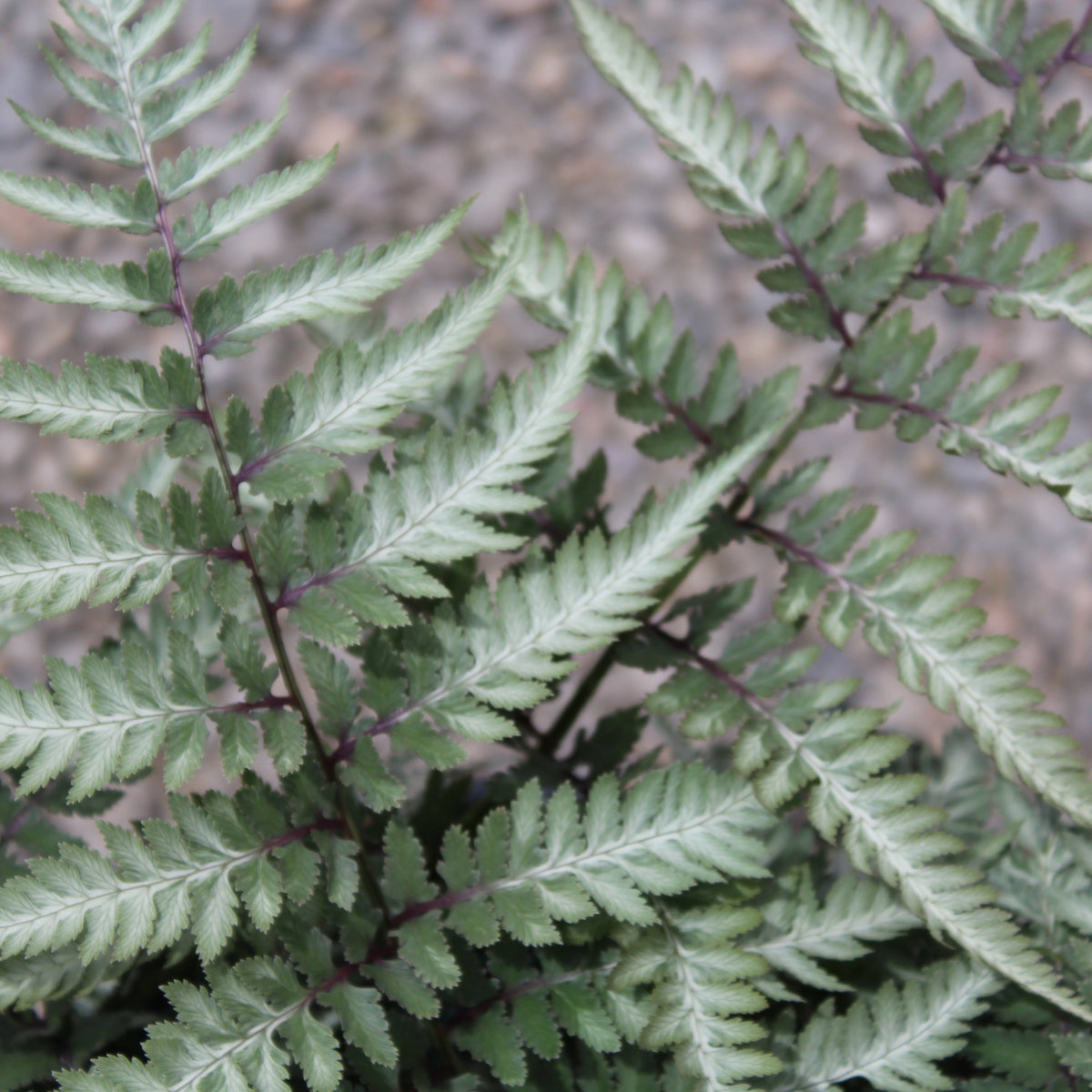 Fern, Athyrium niponicum 'Metallicum'