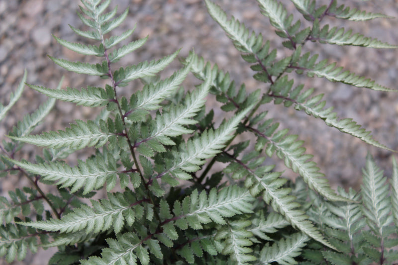 Fern, Athyrium niponicum 'Metallicum'