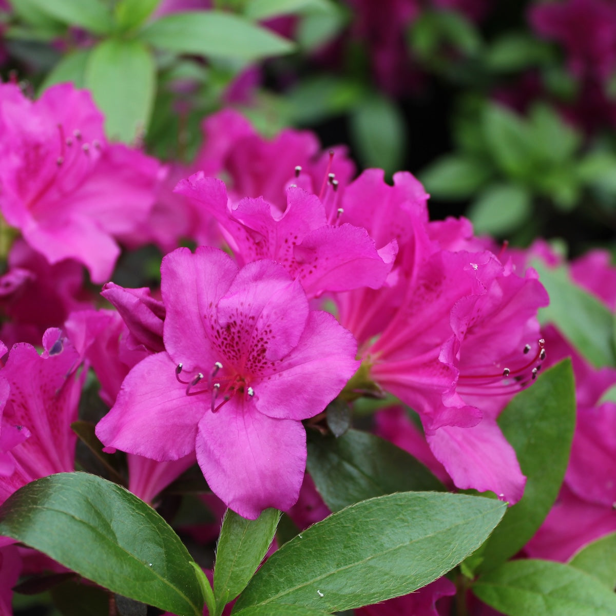 Azalea 'Blue Danube' (purple)