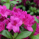 Azalea 'Blue Danube' (purple)