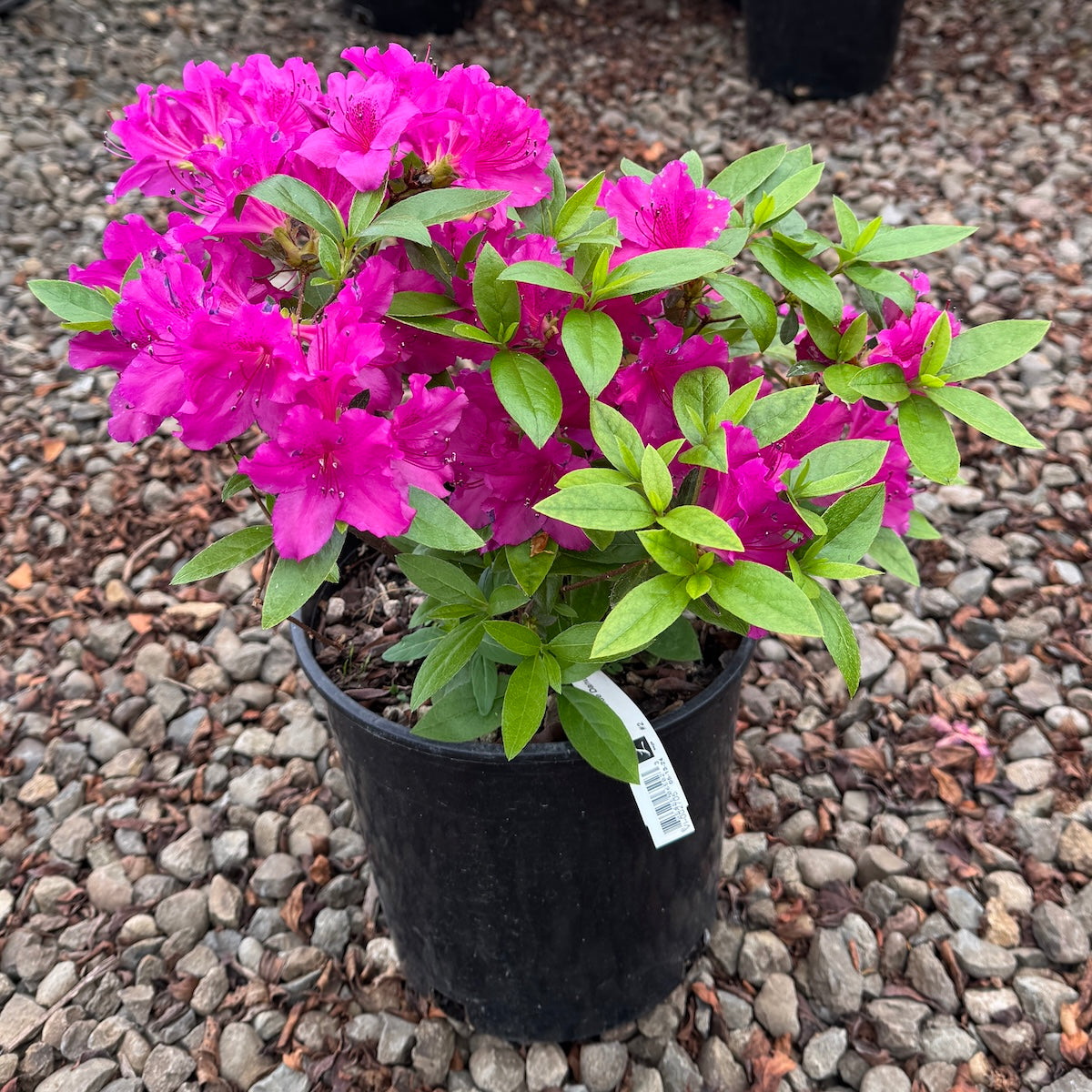 Azalea 'Blue Danube' (purple)