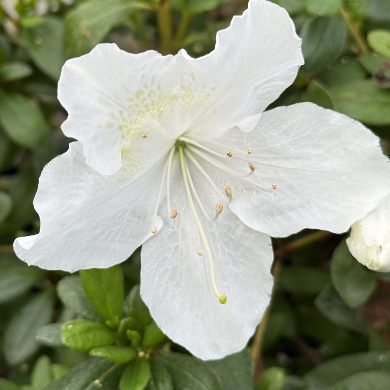 Azalea 'Girard's Pleasant White' (white)