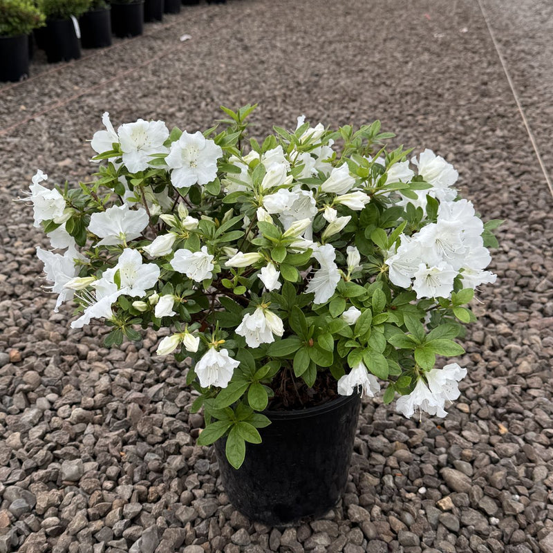 Azalea 'Girard's Pleasant White' (white)