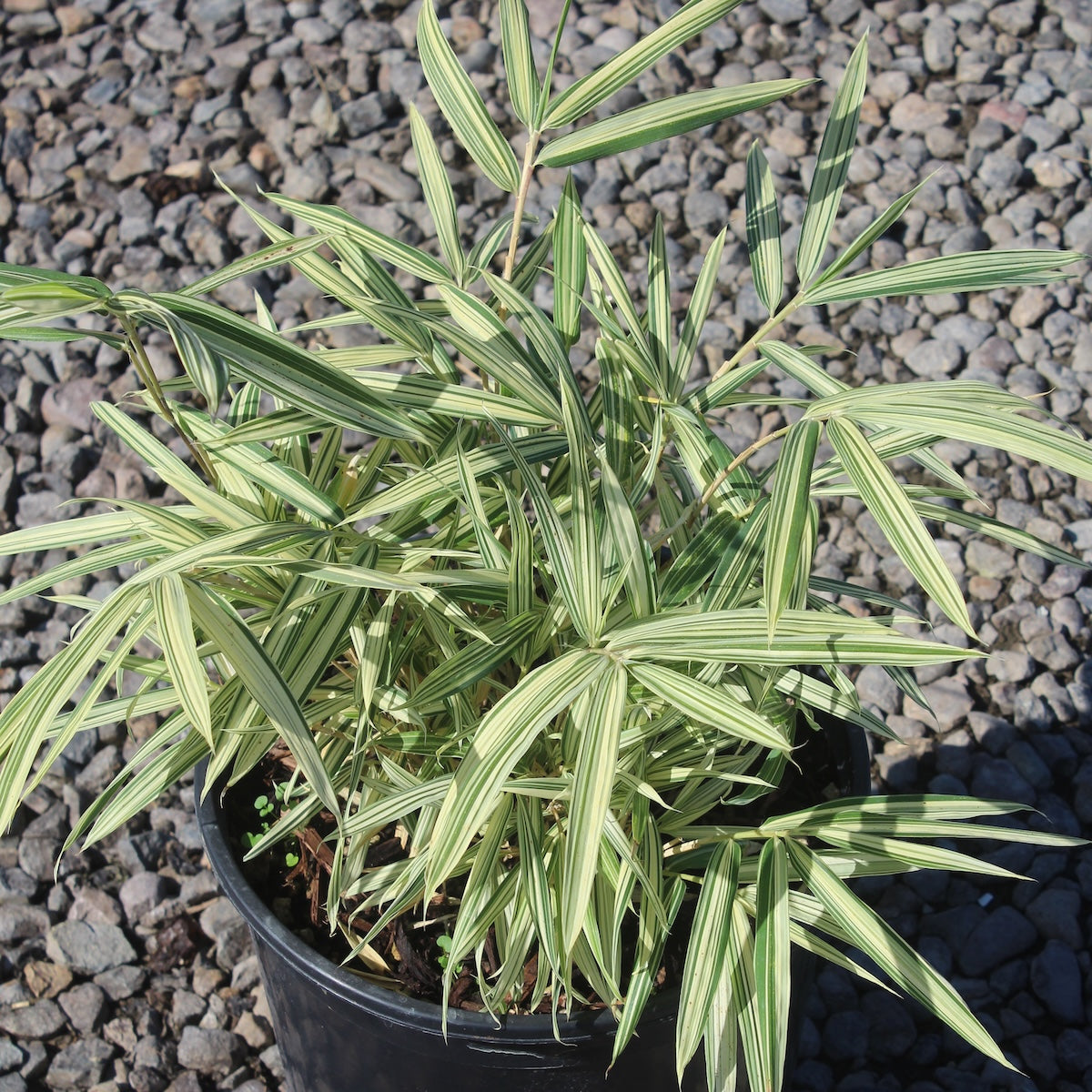 Bamboo, Pleioblastus fortunei (variegated)