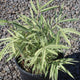 Bamboo, Pleioblastus fortunei (variegated)