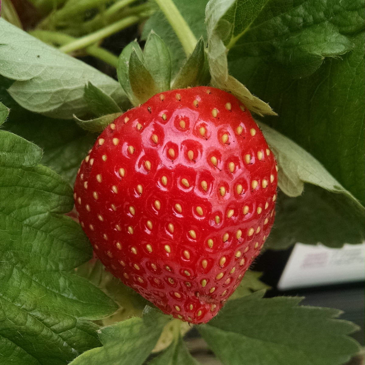 Berry, Strawberry 'All Star'