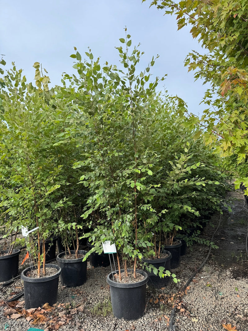 Betula nigra 'Dura Heat', Clump