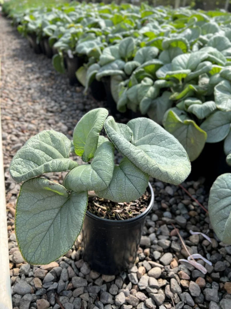Brunnera m. 'Alexandria'