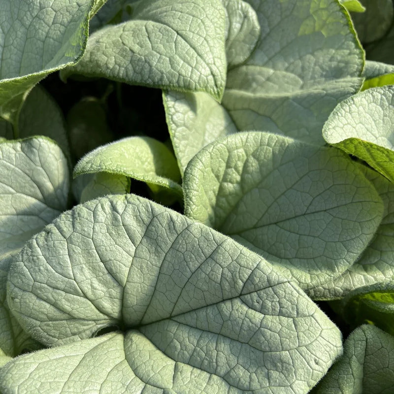 Brunnera m. 'Alexandria'
