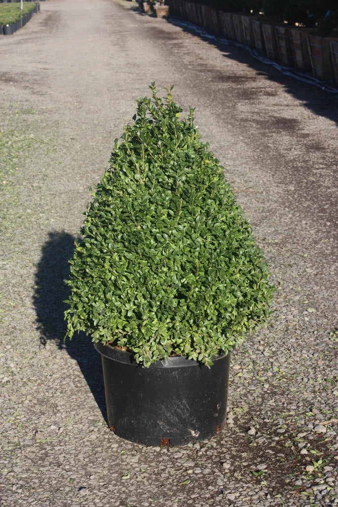 Buxus x 'Alice', Pyramid