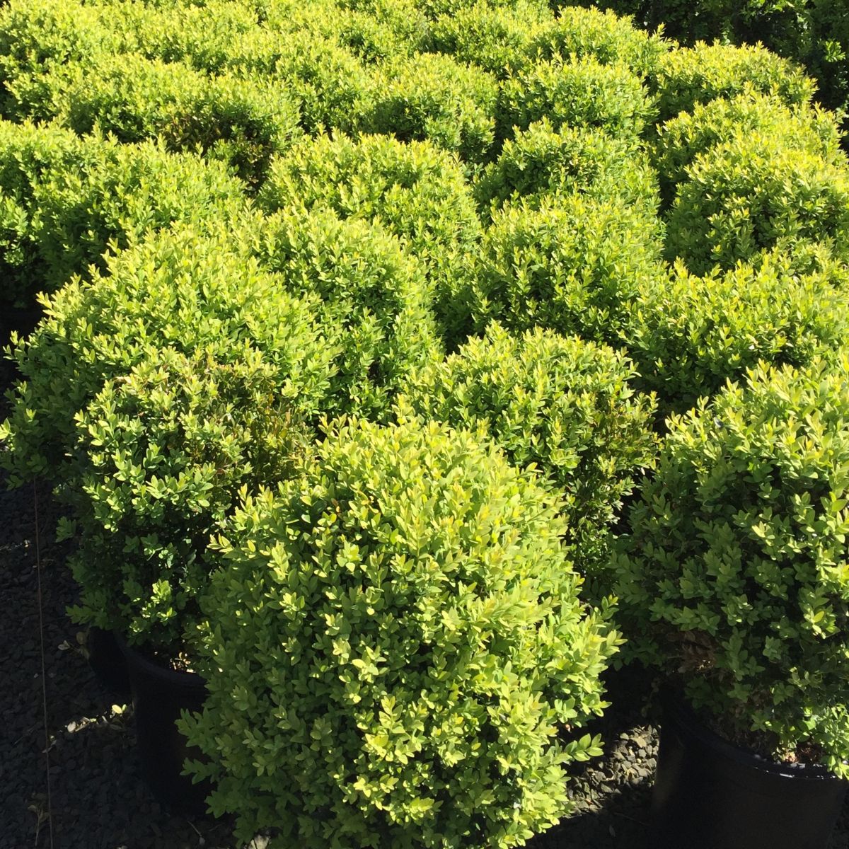 Boxwood