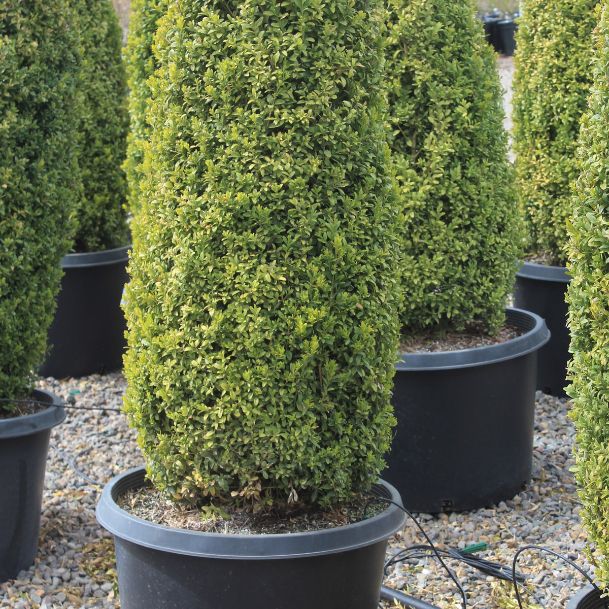 Buxus sempervirens, Columnar