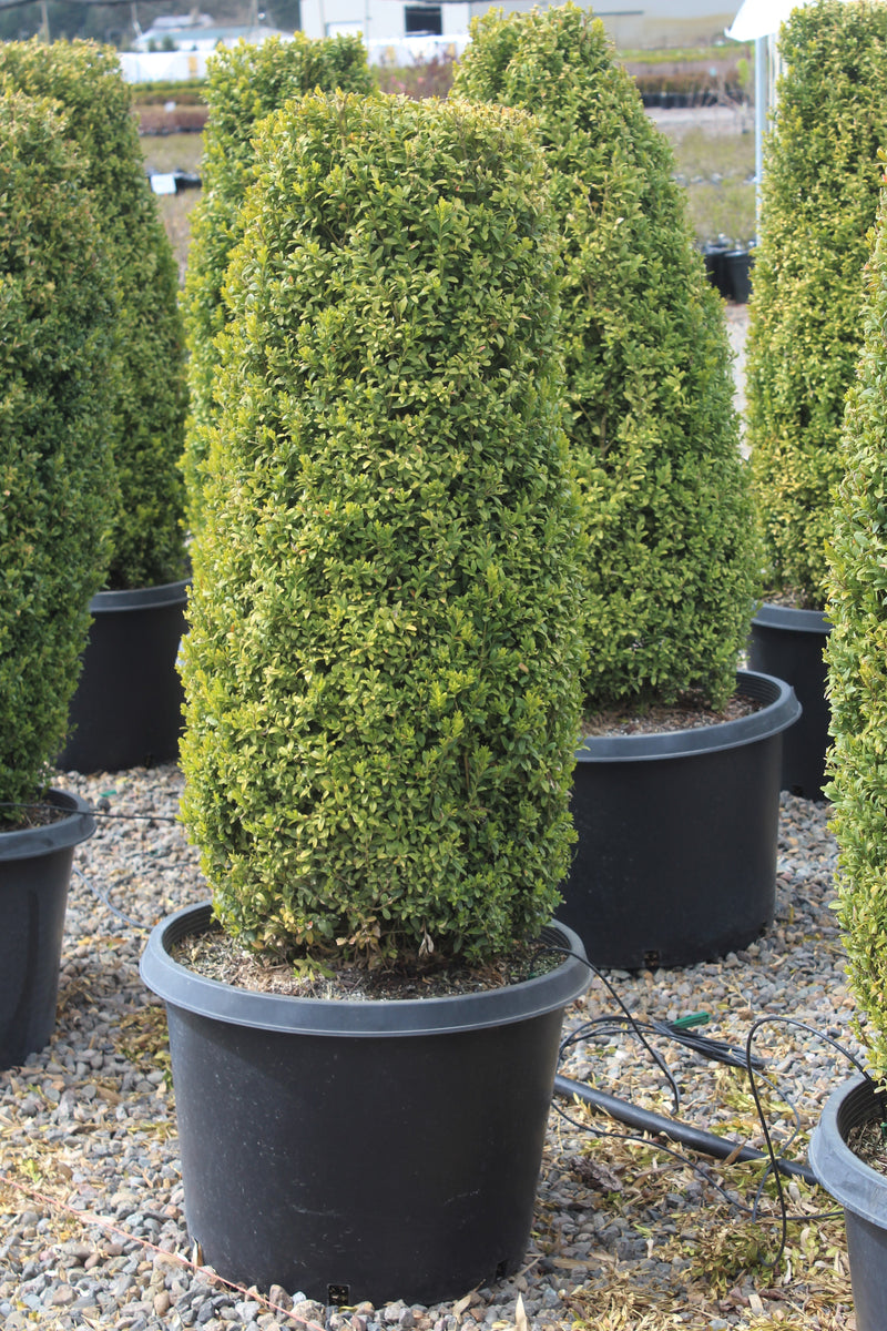 Buxus sempervirens, Columnar