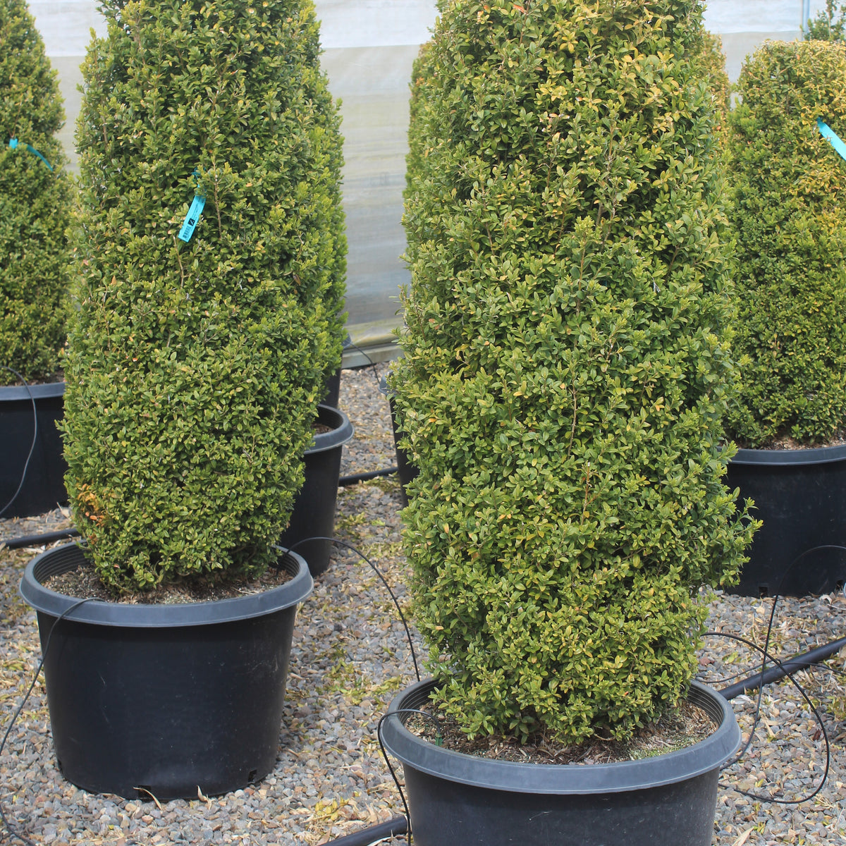Buxus sempervirens, Columnar
