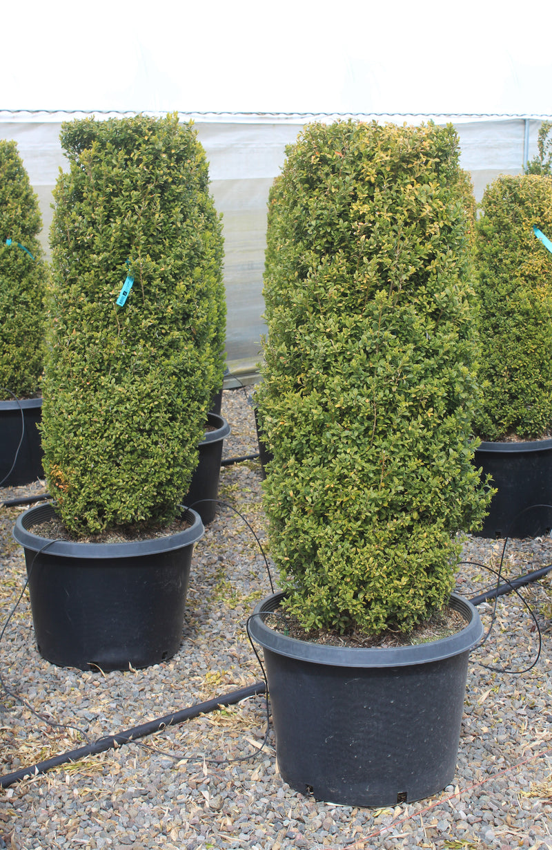 Buxus sempervirens, Columnar