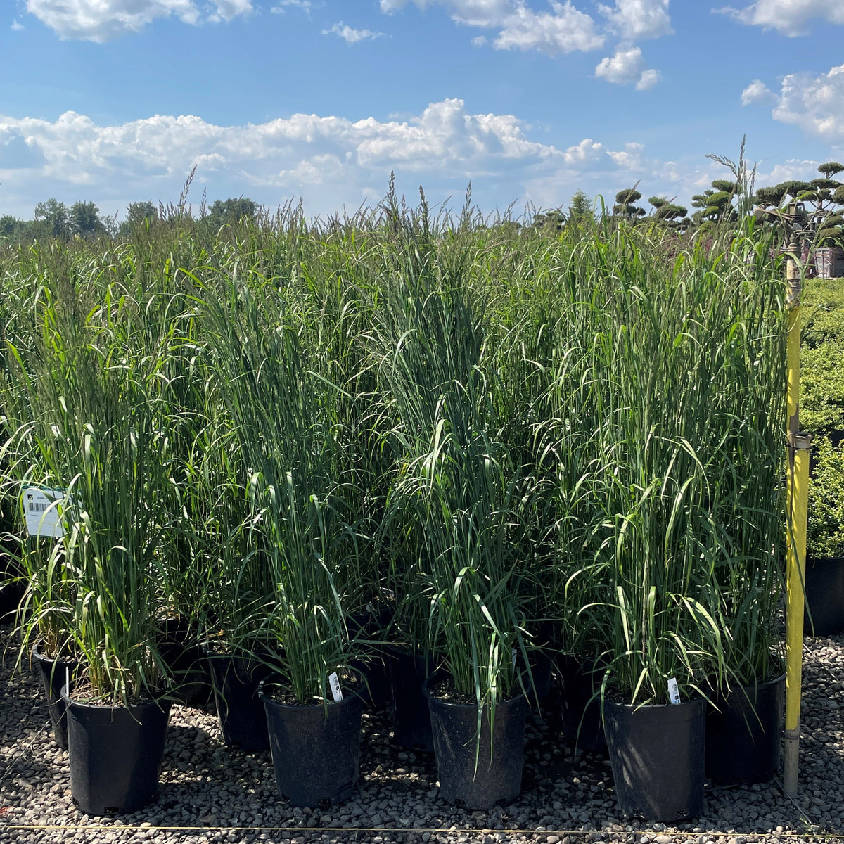 Grass, Calamagrostis a. 'Karl Foerster'