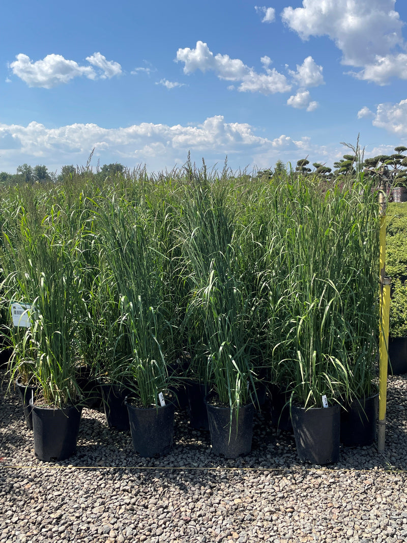 Grass, Calamagrostis a. 'Karl Foerster'