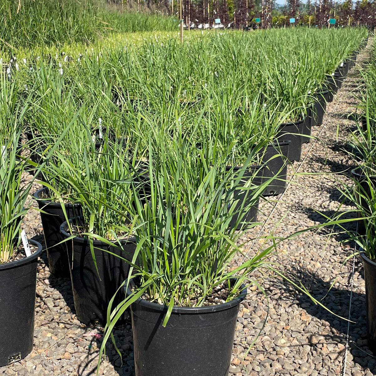 Grass, Calamagrostis a. 'Karl Foerster'