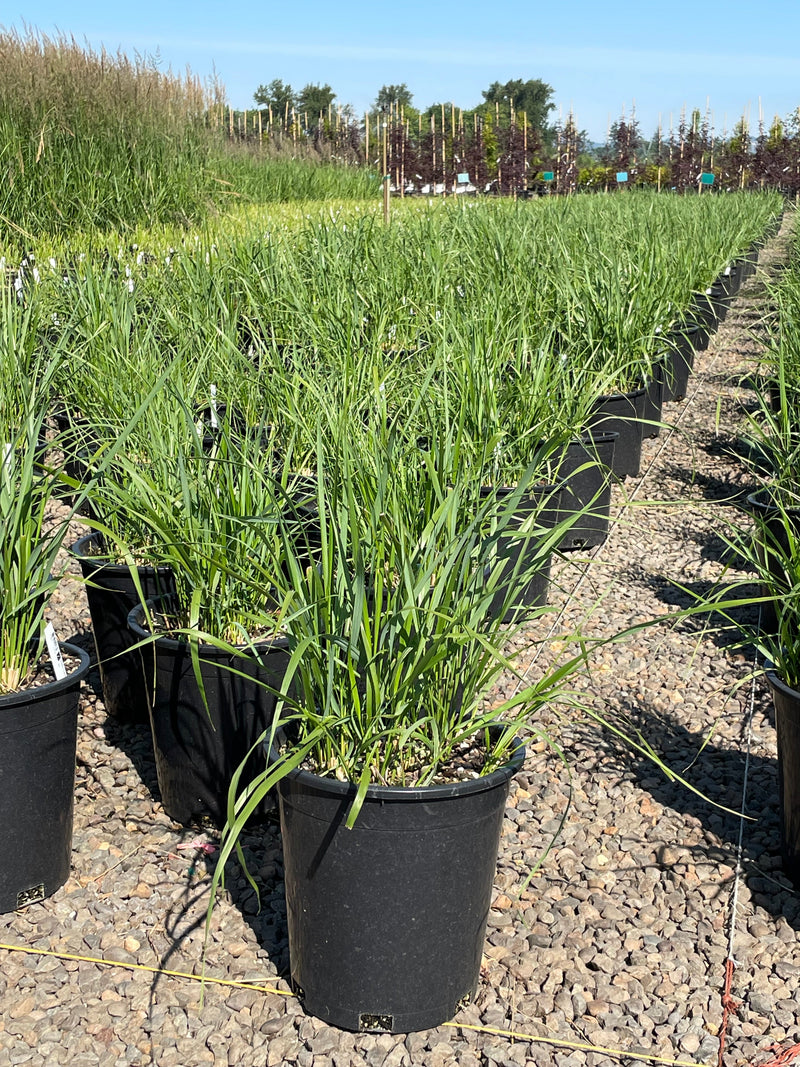 Grass, Calamagrostis a. 'Karl Foerster'