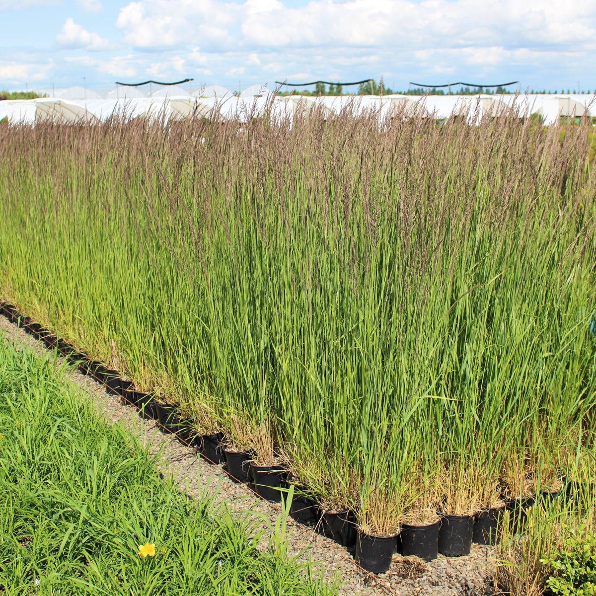 Grass, Calamagrostis a. 'Karl Foerster'