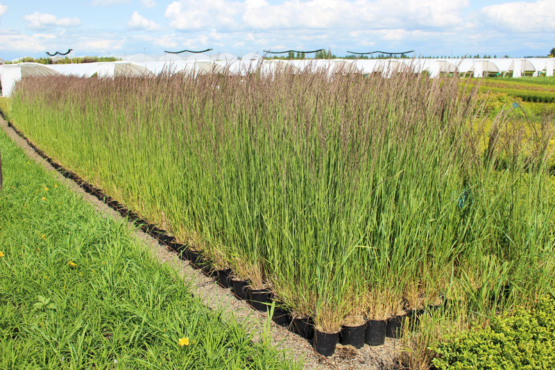 Grass, Calamagrostis a. 'Karl Foerster'