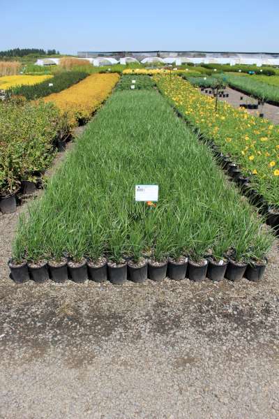 Grass, Calamagrostis a. 'Karl Foerster'