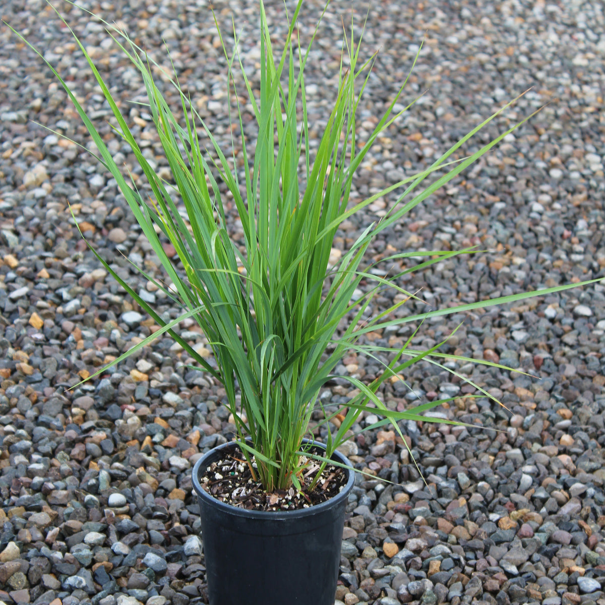 Grass, Calamagrostis a. 'Karl Foerster'