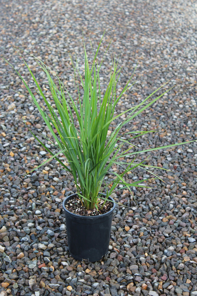 Grass, Calamagrostis a. 'Karl Foerster'