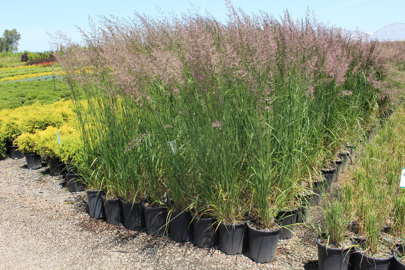 Grass, Calamagrostis a. 'Karl Foerster'
