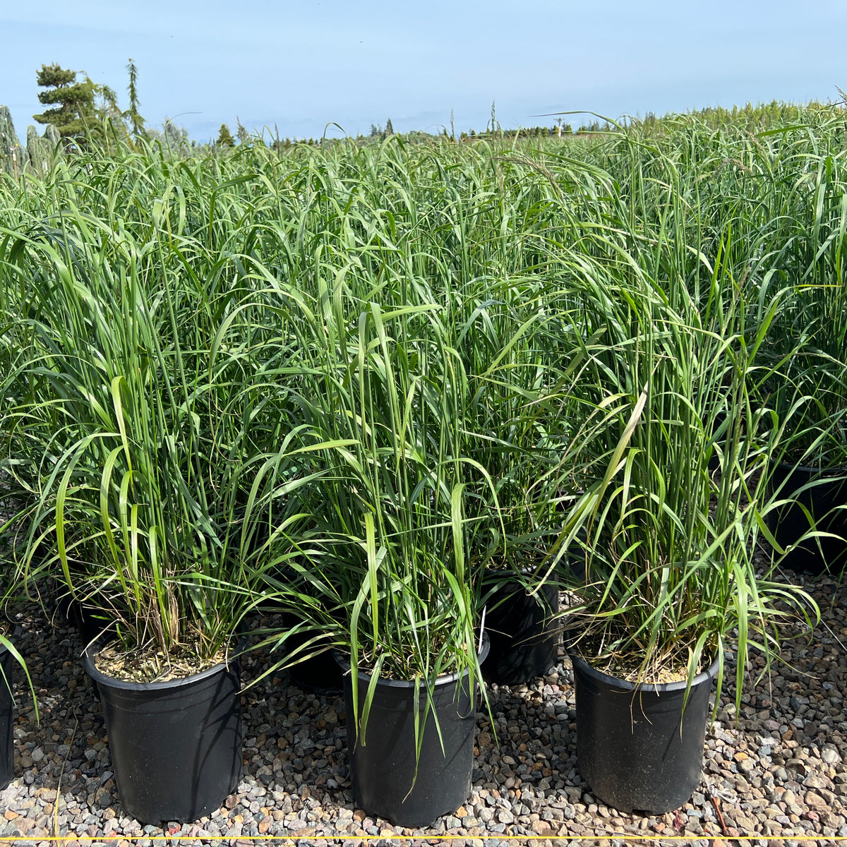 Grass, Calamagrostis a. 'Karl Foerster'