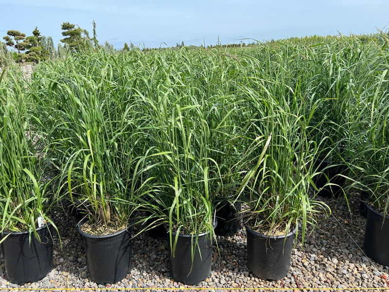 Grass, Calamagrostis a. 'Karl Foerster'