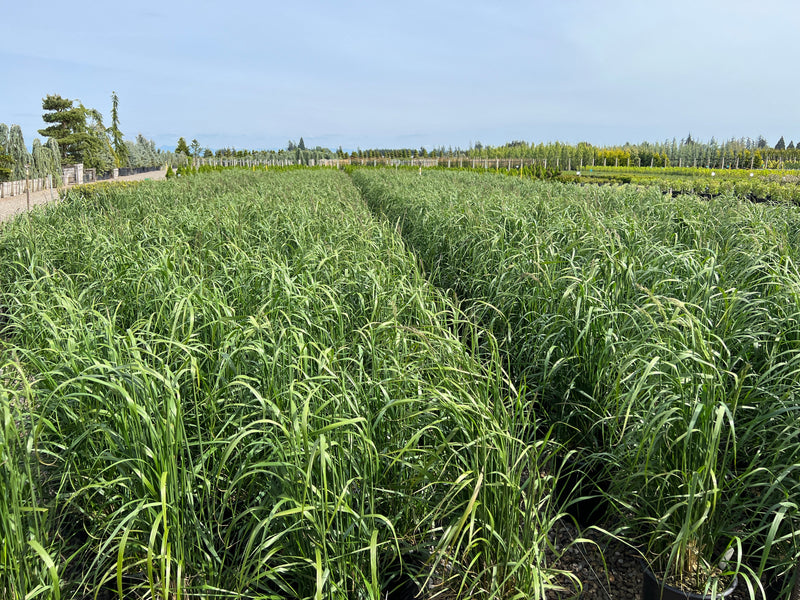 Grass, Calamagrostis a. 'Karl Foerster'