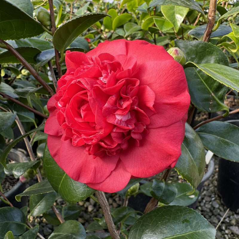 Camellia jap. 'April Tryst' (red), ESPALIER