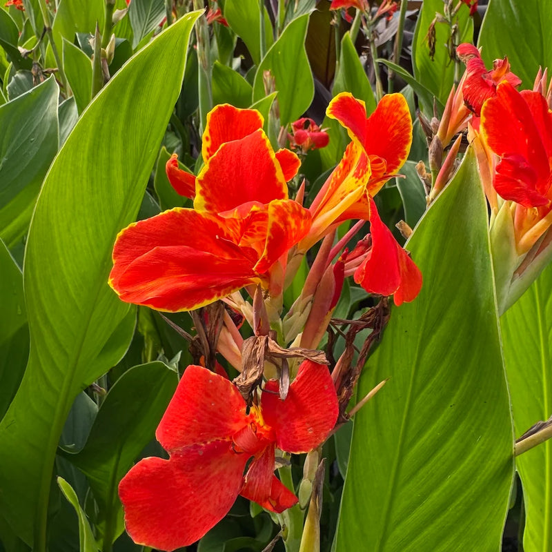 Canna 'Madeira' (crimson red)
