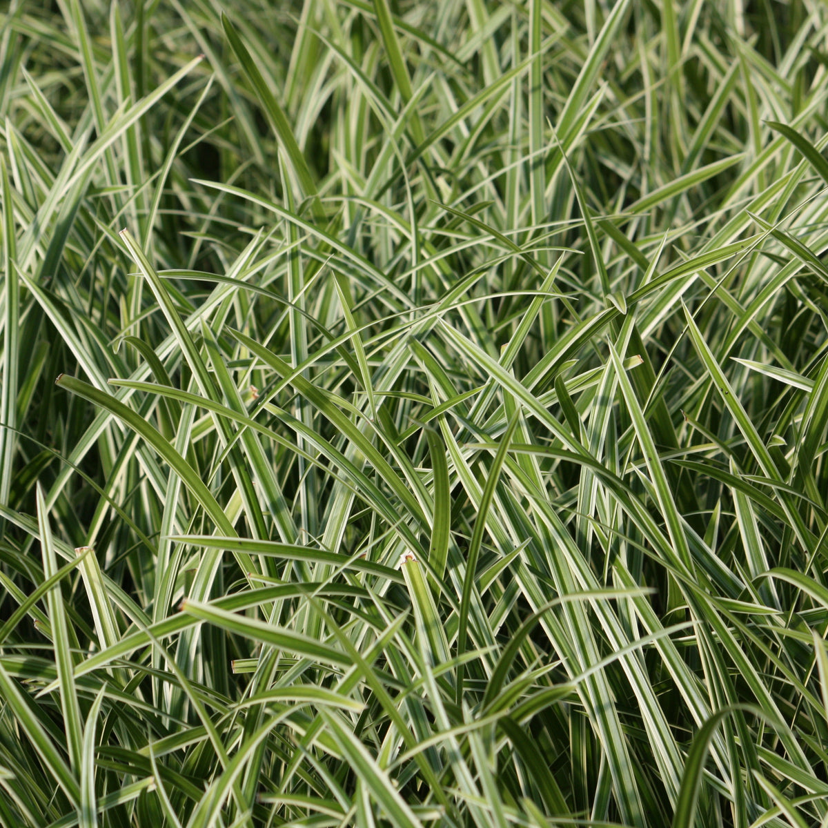 Grass, Carex mo. 'Ice Dance'