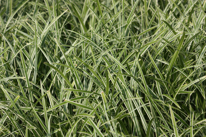 Grass, Carex mo. 'Ice Dance'