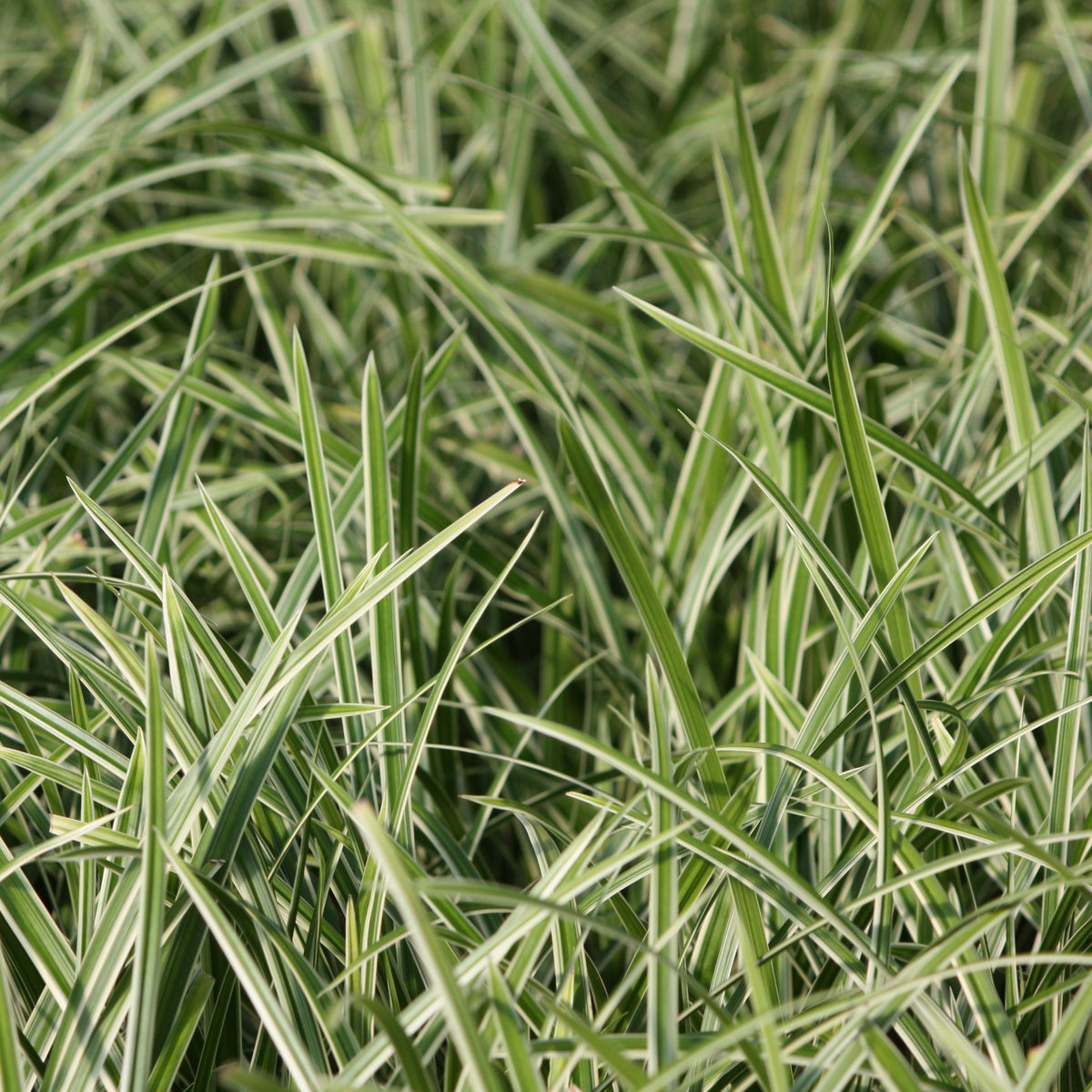 Grass, Carex mo. 'Ice Dance'