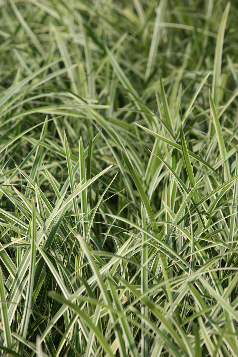 Grass, Carex mo. 'Ice Dance'