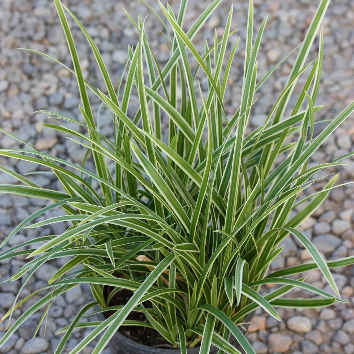 Grass, Carex mo. 'Ice Dance'
