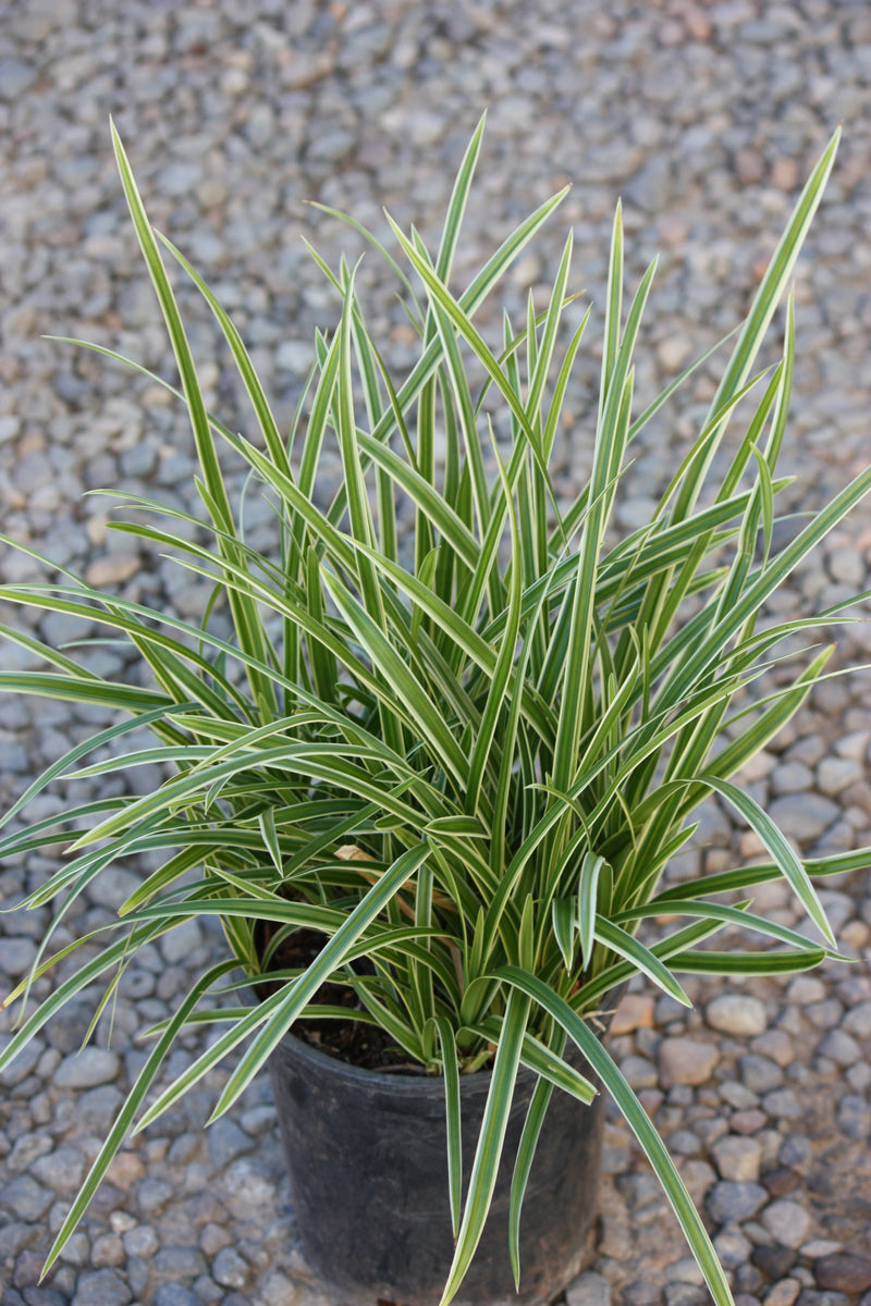 Grass, Carex mo. 'Ice Dance'