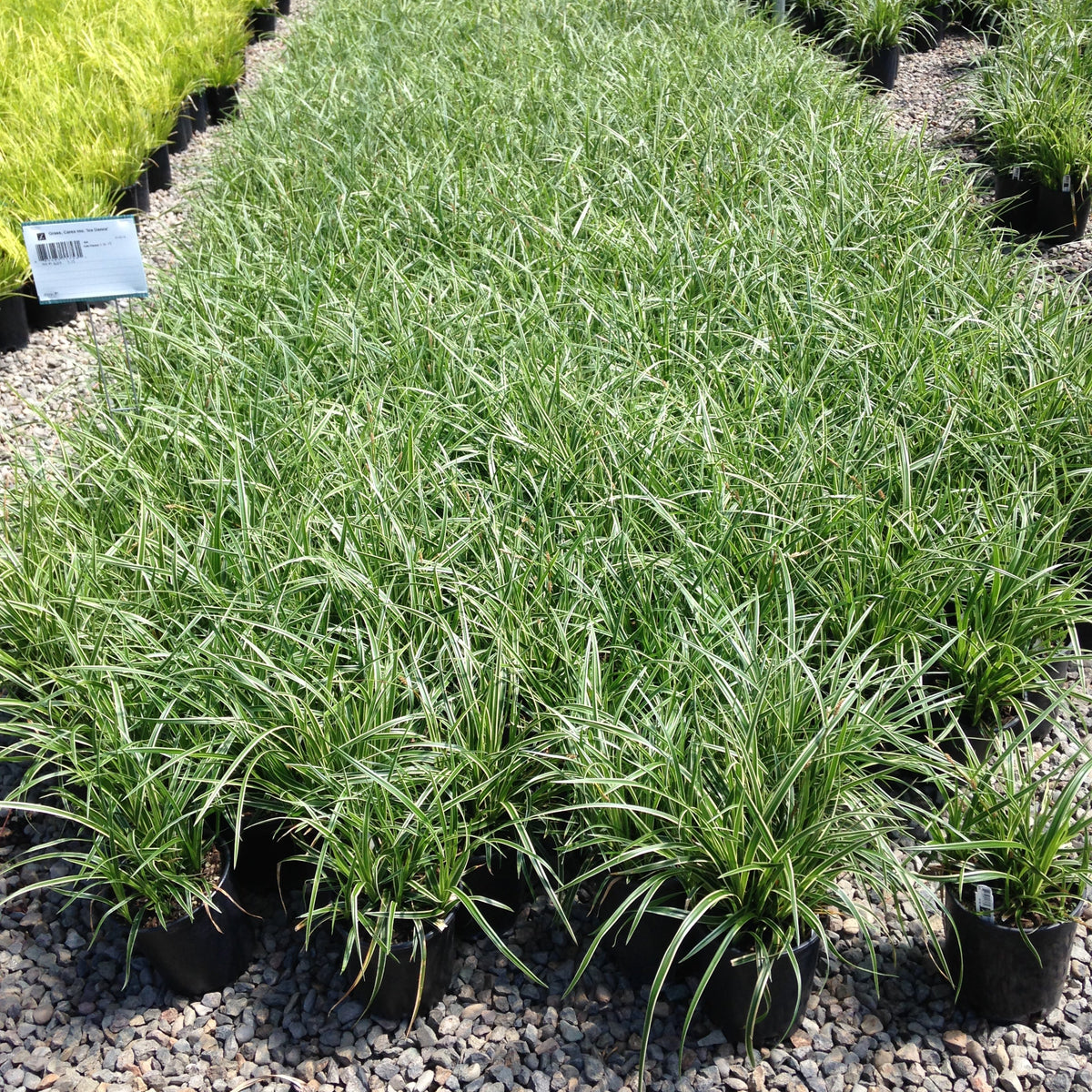 Grass, Carex mo. 'Ice Dance'